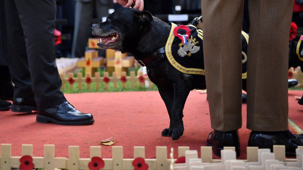 Watchman V, the retiring mascot for the Staffordshire Regiment Association,, stands near to the Field of Remembrance at Westminster Abbey in central London on November 8, 2018.