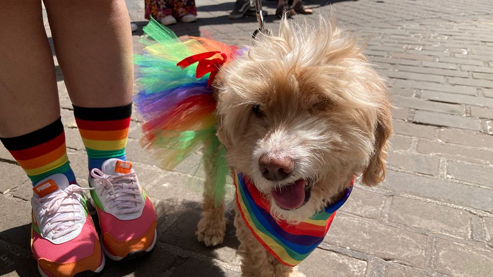 Dog with rainbow collar