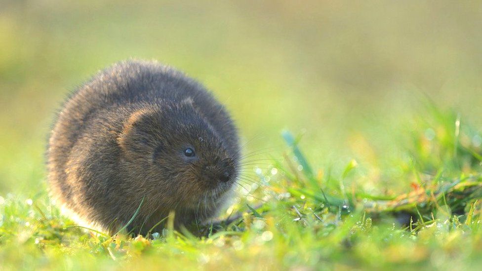 Water vole