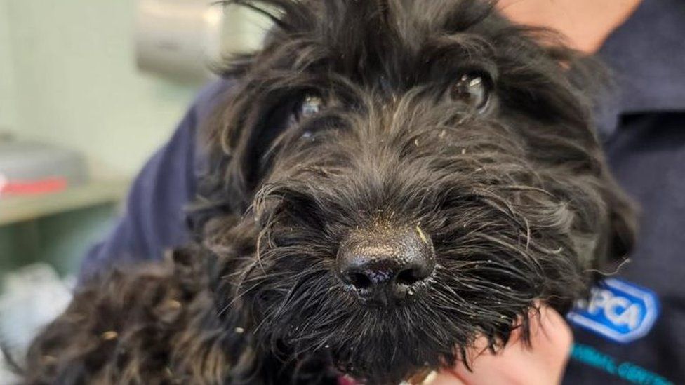 Puppy being held by an RSPCA staff member