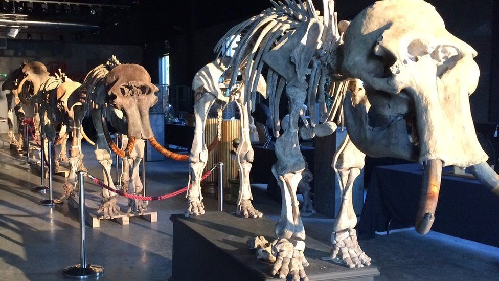 Mammoth fails to sell at auction in Sussex BBC Newsround