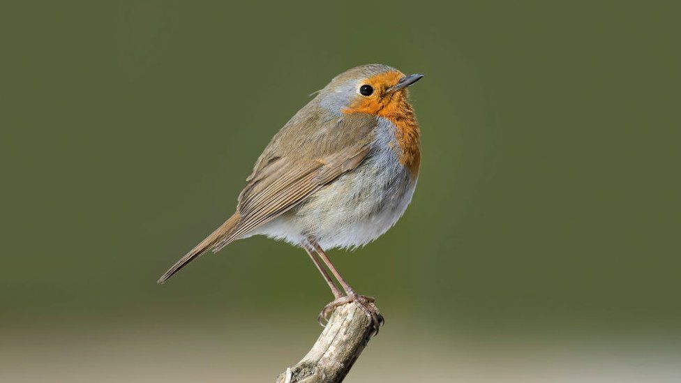European robin perched on branch in winter.