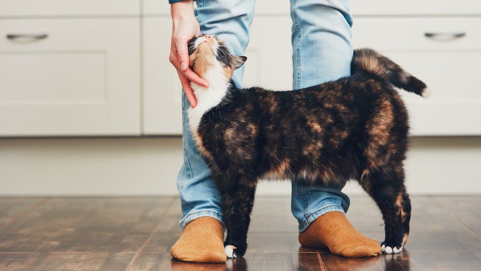 Cómo acariciar a un gato, según la ciencia (y cómo saber si de ...