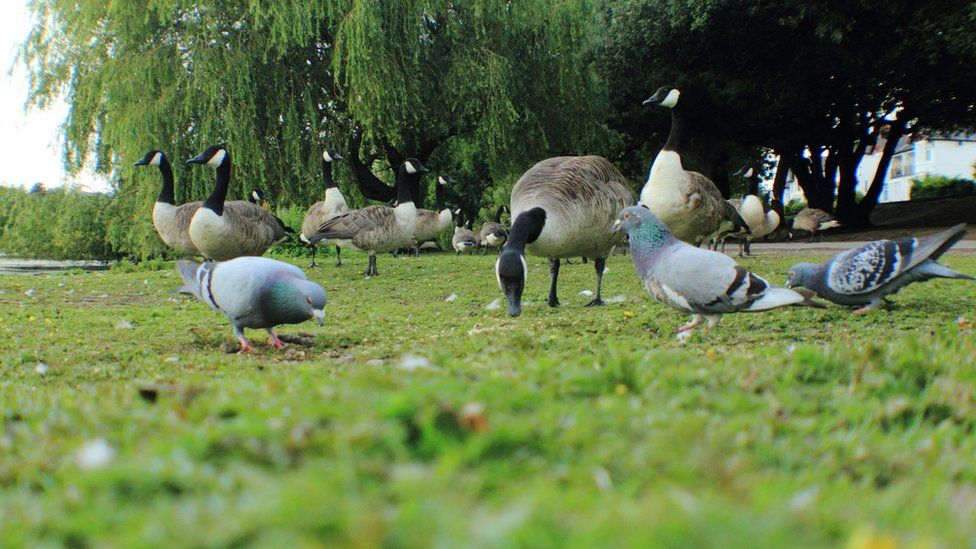Pigeons and geese eating in park