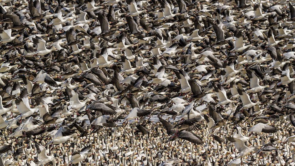 Snow geese