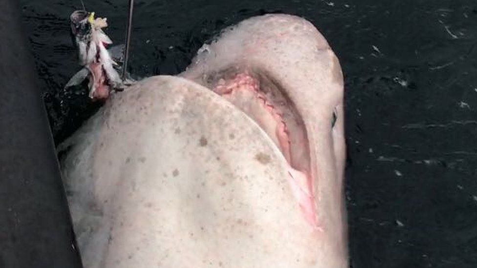 Sixgill shark caught by Ben Bond