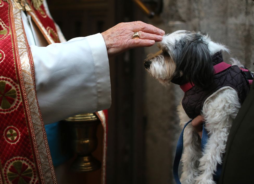 A dog is blessed by a priest in Madrid