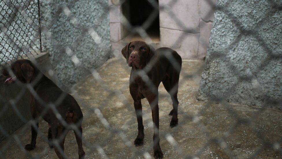 Dogs look out from inside a pen at the newly opened Pyongyang Central Zoo in Pyongyang, North Korea, Tuesday, Aug. 23, 2016.