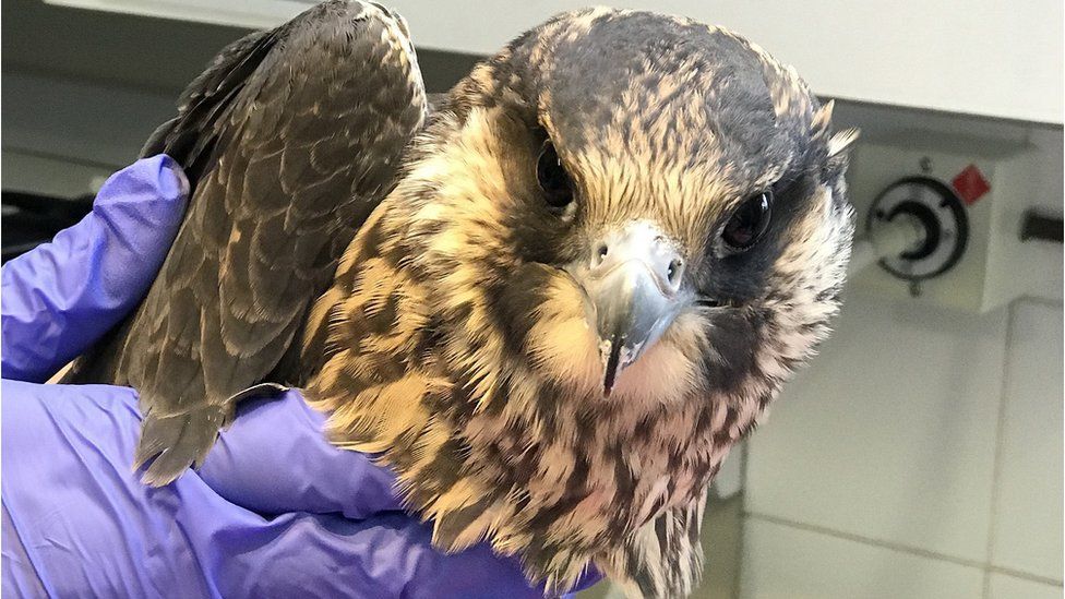 Picture of the peregrine falcon after it was rescued