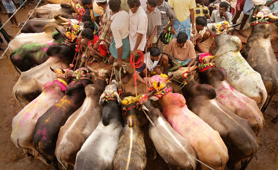 Jallikattu: India order to allow Tamil Nadu bullfighting challenged - BBC  News