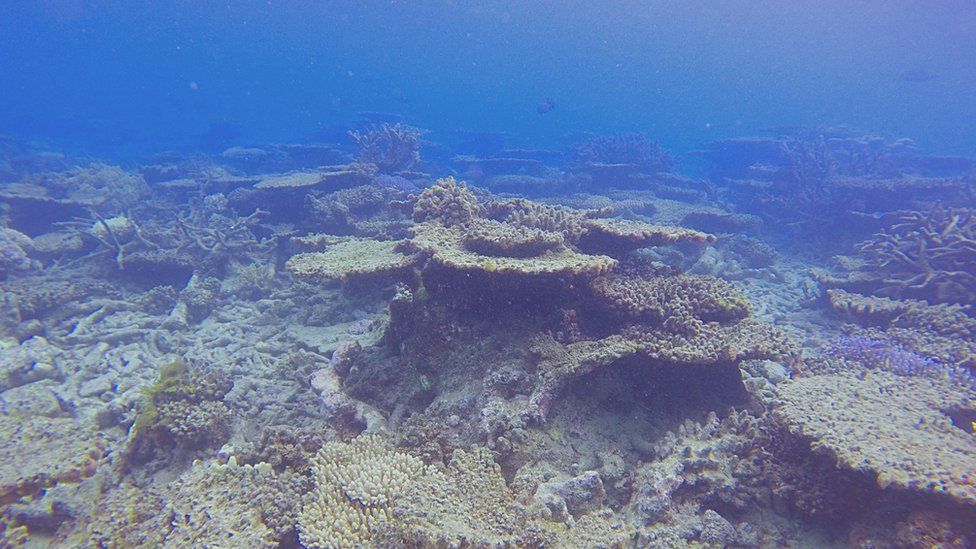 Dead or dying coral is 'bleached' of its colour