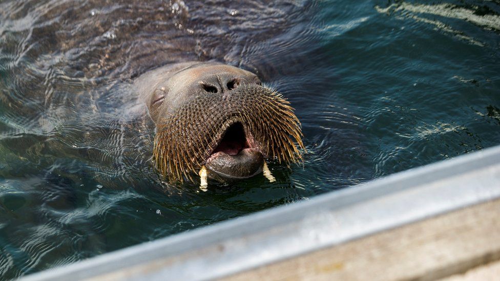 Freya the walrus swims in Frognerkilen bay, in Oslo, Norway July 20, 2022.