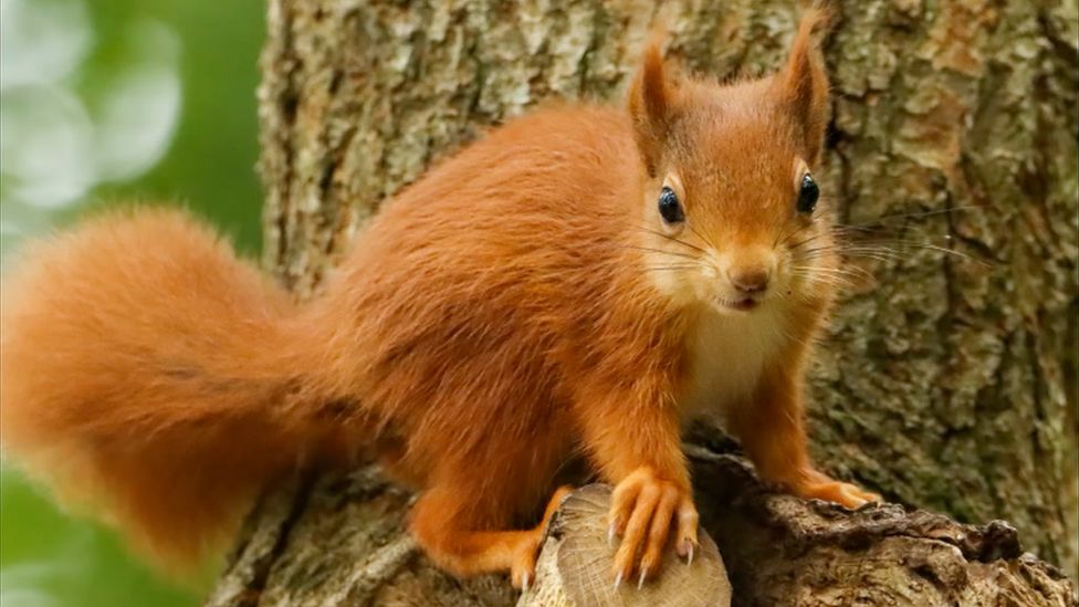 Red squirrel in Llangefni