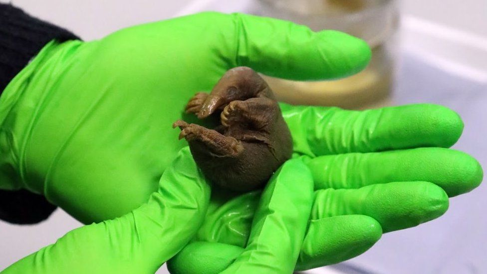 An echidna specimen in a man's gloved hand