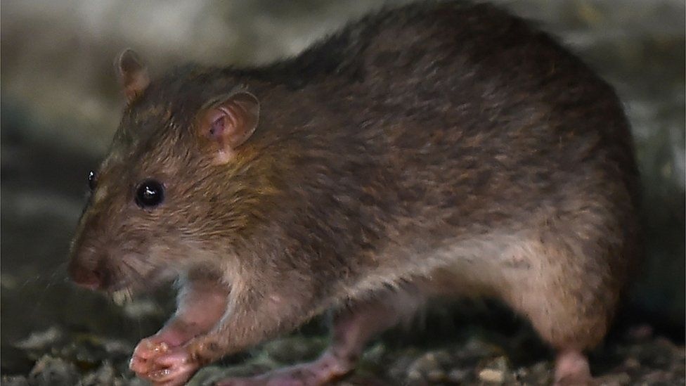 A brown rat eats a morsel of food