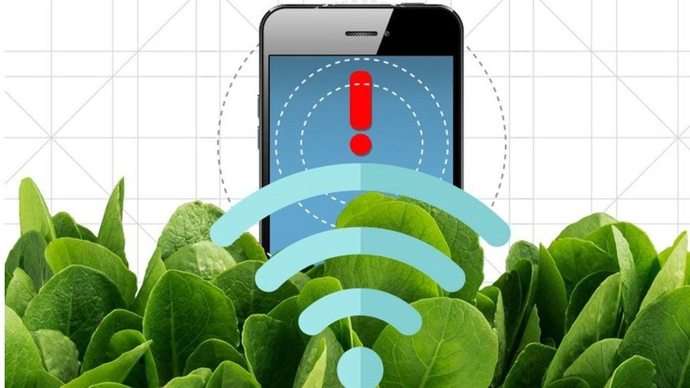 Nanobionics Spinach that can send emails and plants that detect poison