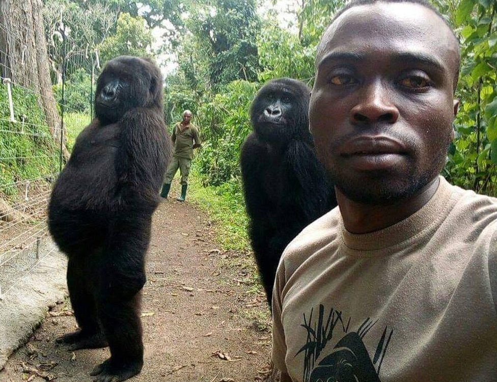 Gorilla in posa per un selfie nel Parco nazionale di Virunga, Repubblica Democratica del Congo