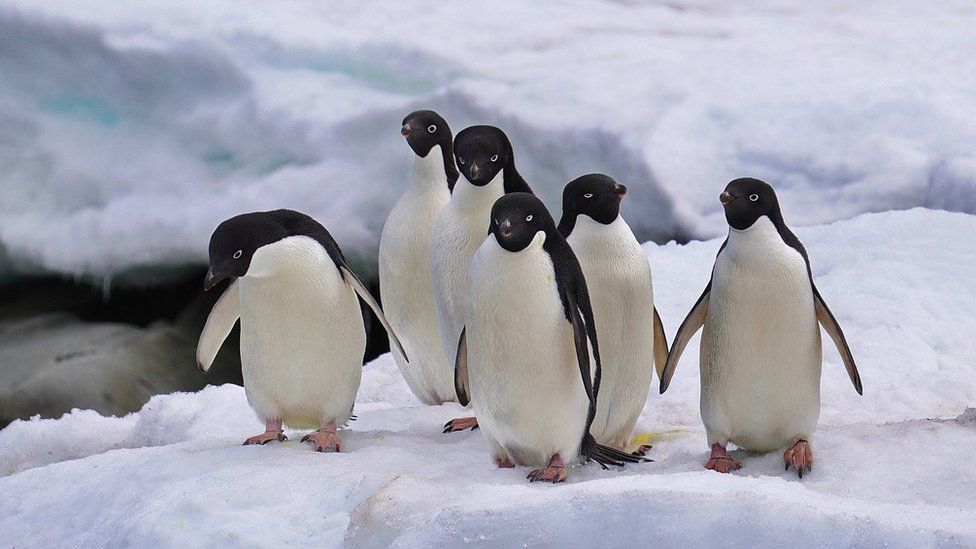 Группа из шести пингвинов Адели сидит на глыбе льда в Антарктиде
