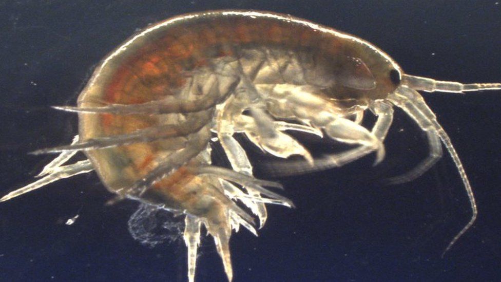 Scientists Find Cocaine In Shrimps In Suffolk Rivers c News