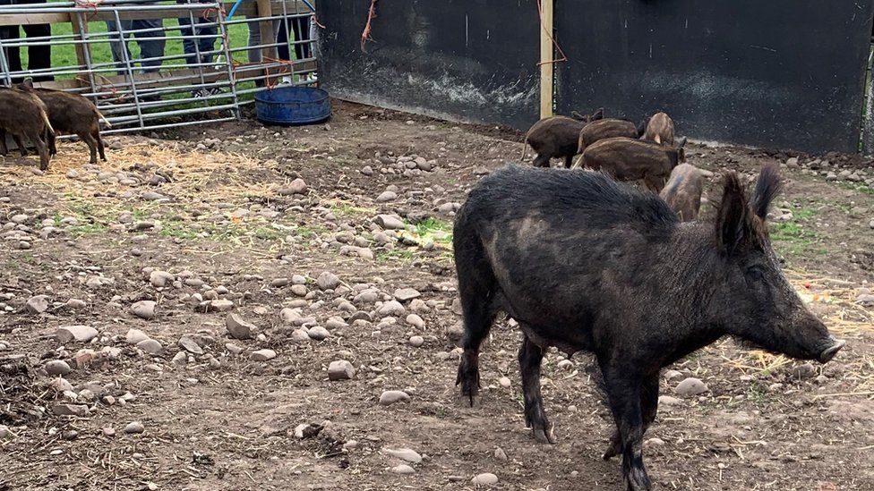 The boars in their new pen