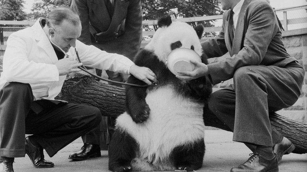 Chi Chi, London's Zoo's Giant Panda, passes her first medical test with flying colours. Sam Morton keeps her quiet with a bowl of food, watched by keeper Ted Andrews, while zoo veterinary officer Oliver Graham-Jones checks her heart.