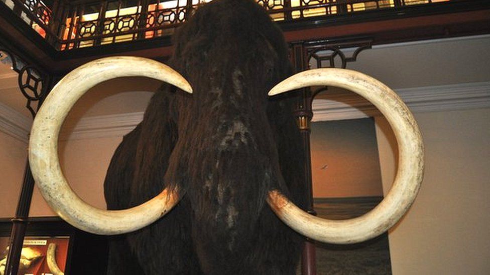 Ipswich Museum woolly mammoth