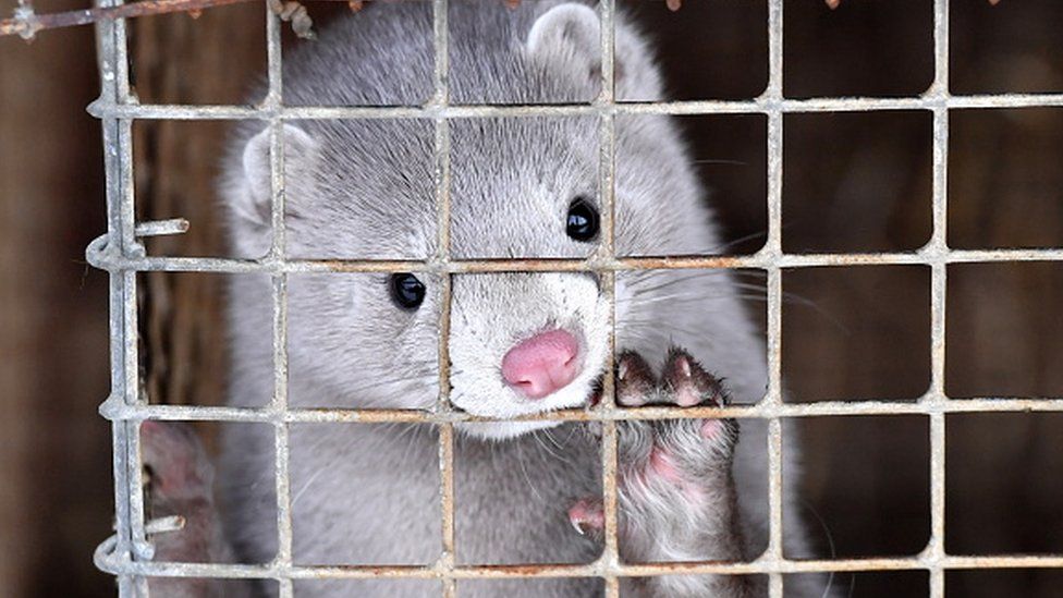 A mink in a cage at a farm