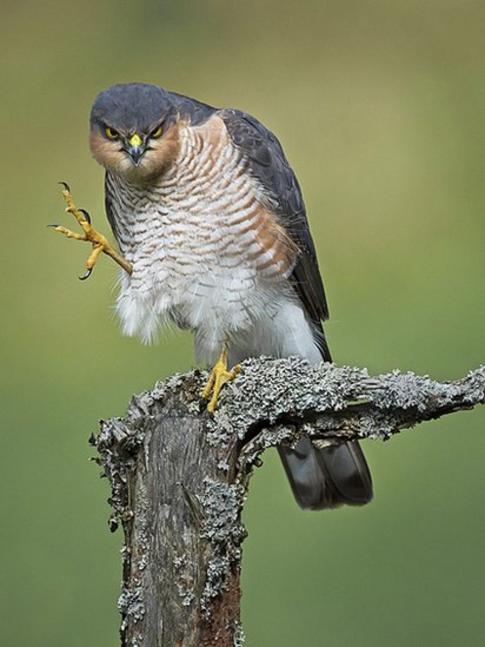 In pictures: Scottish Nature Photography Awards winners 2015 - BBC News