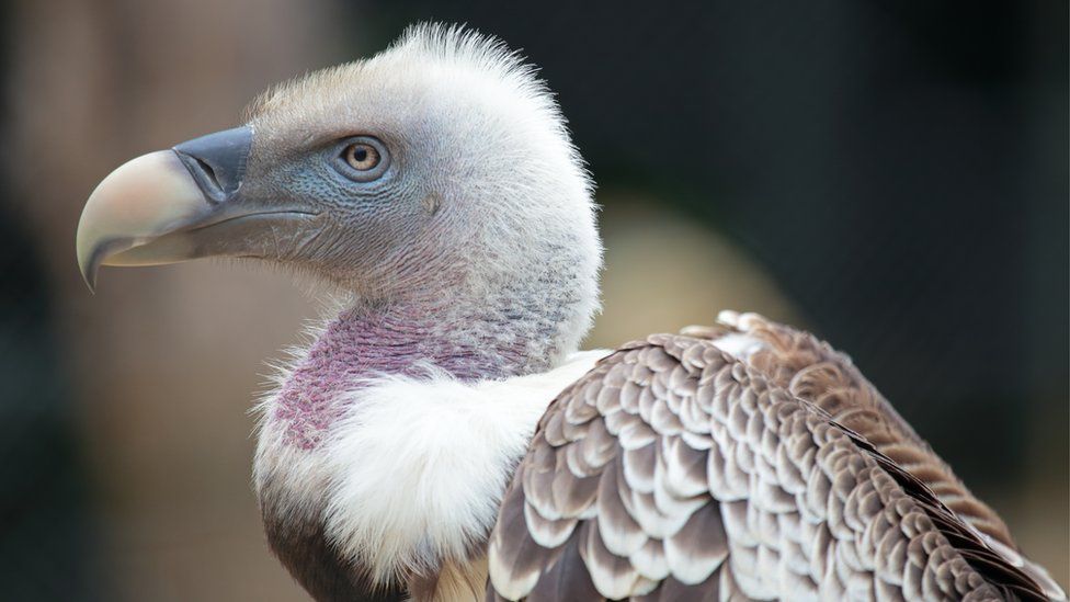 Ruppell griffon vulture