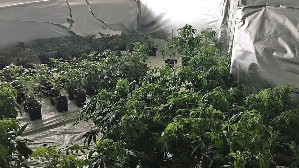 Derelict Birmingham flats hide 31-room cannabis factory - BBC News