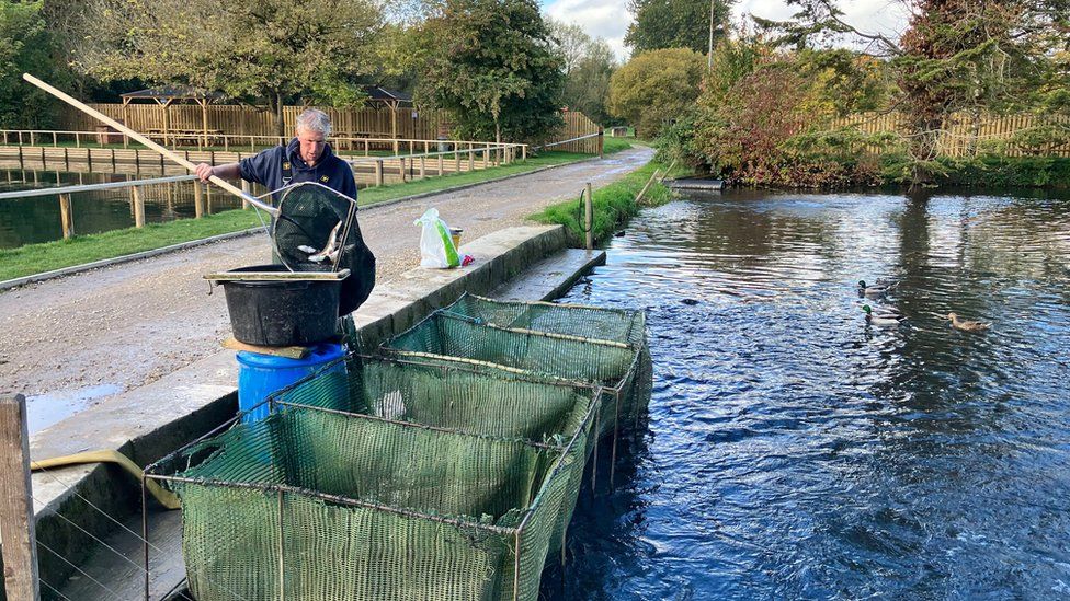 Trout in a trout farm