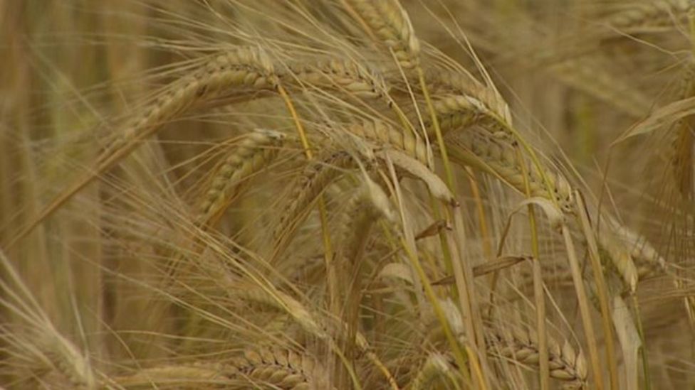 Gm Crop Ban Threatens Research Say Scientists Bbc News