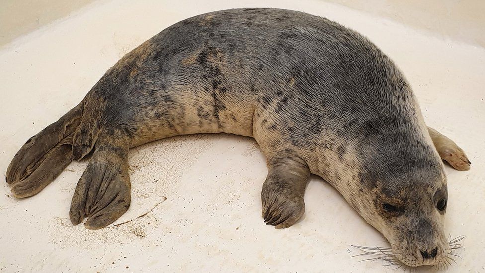 The rescued seal