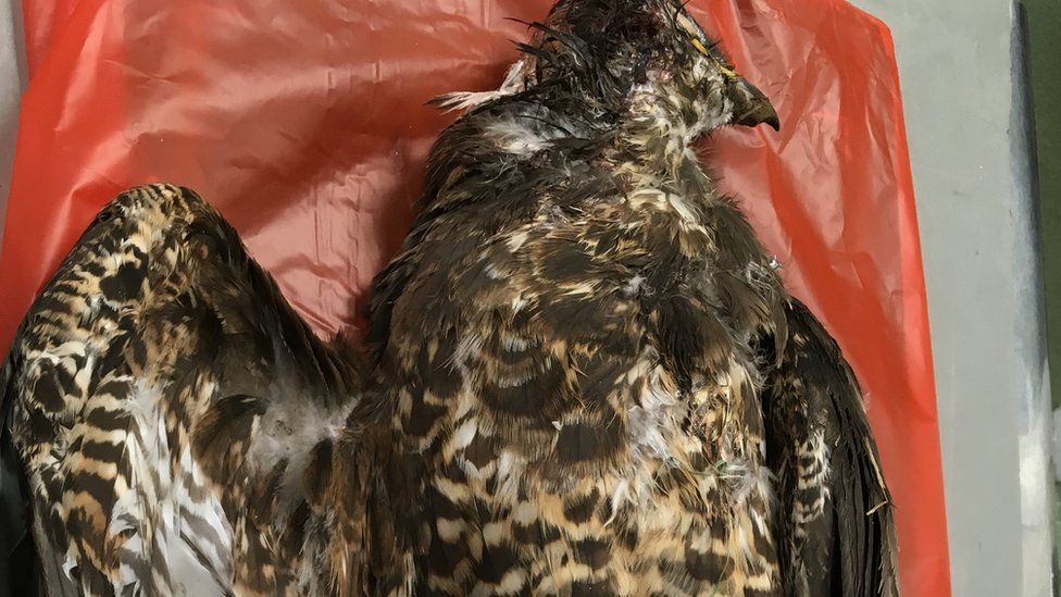 Buzzard illegally shot and poisoned in Yorkshire