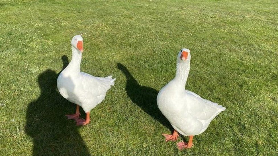 The two geese in need of a home