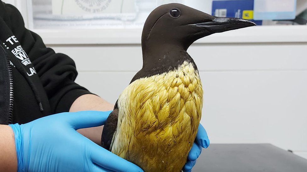 A guillemot with its feathers covered in oil