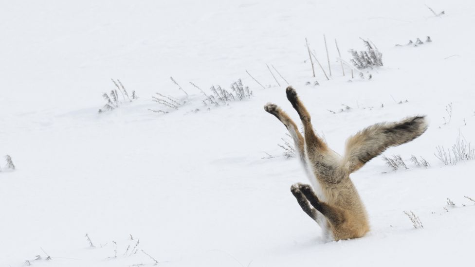 Fox diving into snow