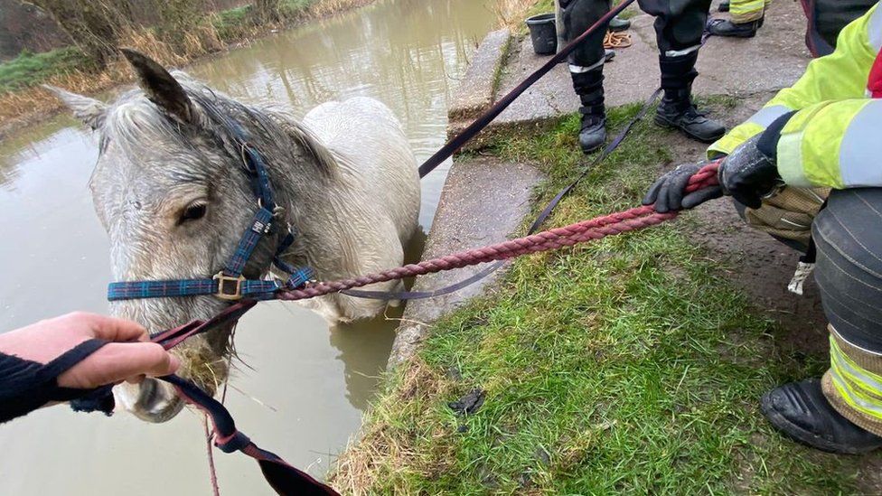 Horse stuck in Erewash Canal, Nottinghamshire.