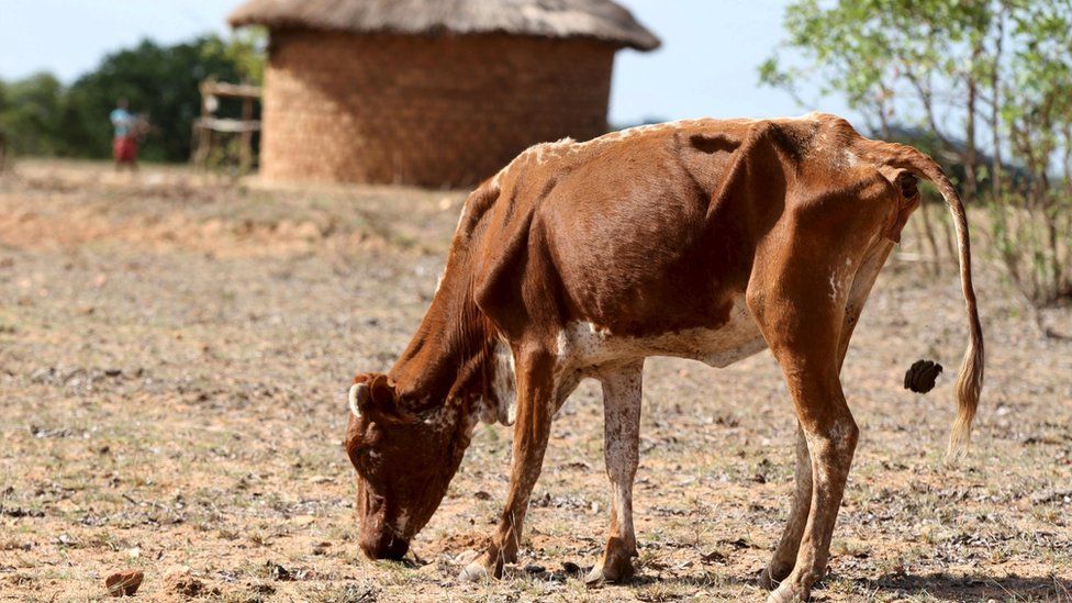 very thin cow in zimbabwe