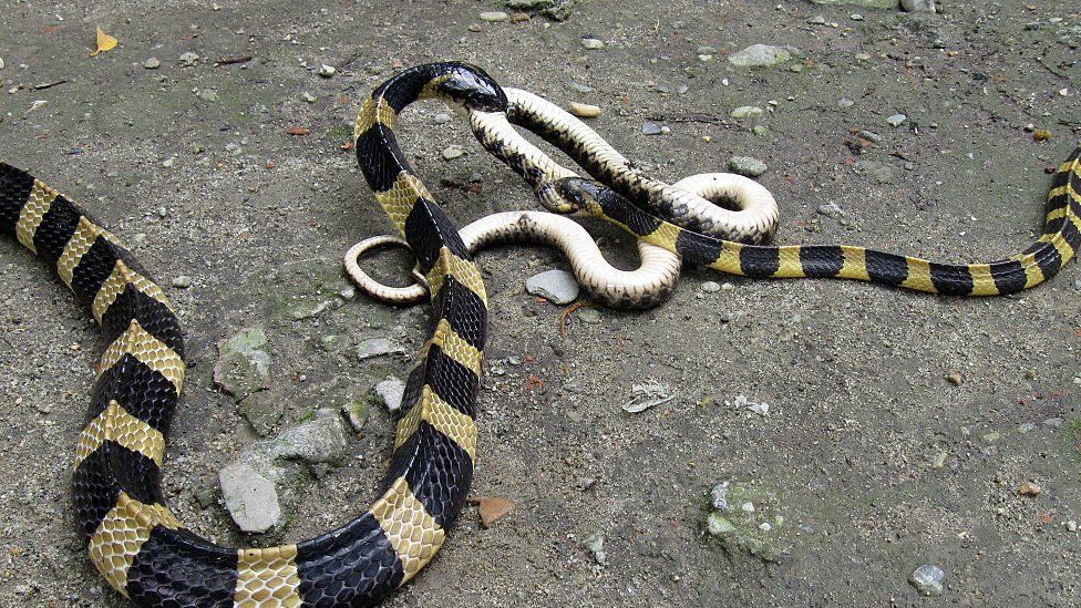 Venomous Banded Krait snakes seen fighting among themselves on May 29, 2016 in Jalpaiguri, India.