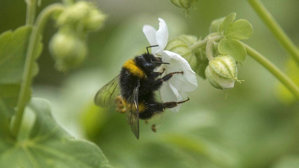 Government facing legal action over pesticide that is harmful to bees ...