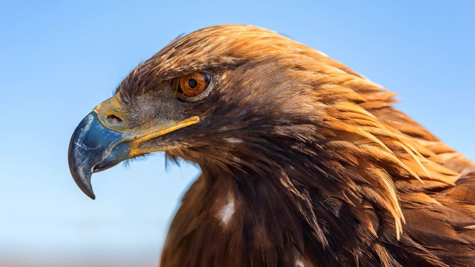 Steppe eagle, file pic