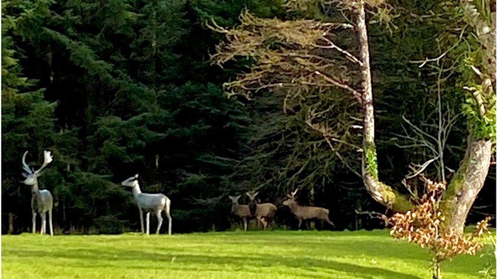 Deer at Lough Eske Castle