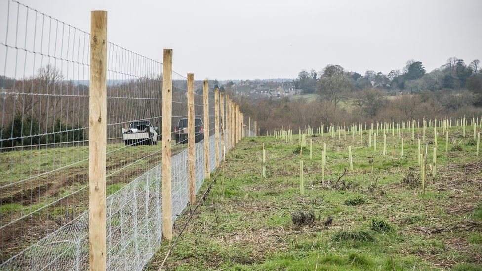New trees planted at Blenheim Estate in Oxfordshire