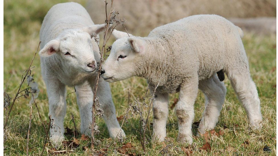 Picture of lambs