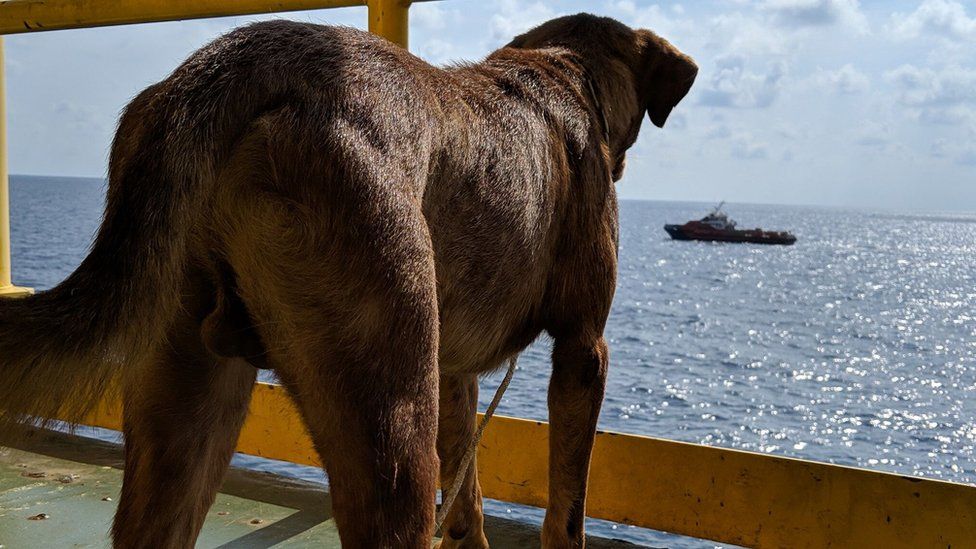 The dog looks out to sea after it was rescued by oil rig workers