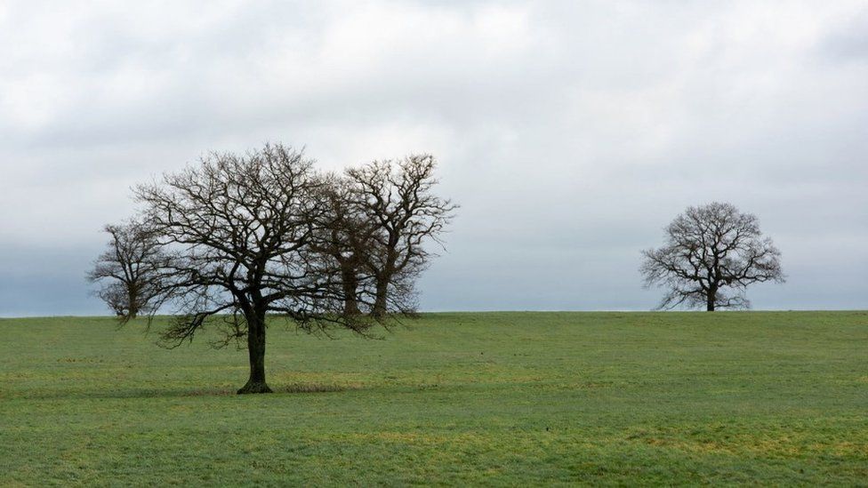 Heal Somerset - field with tree