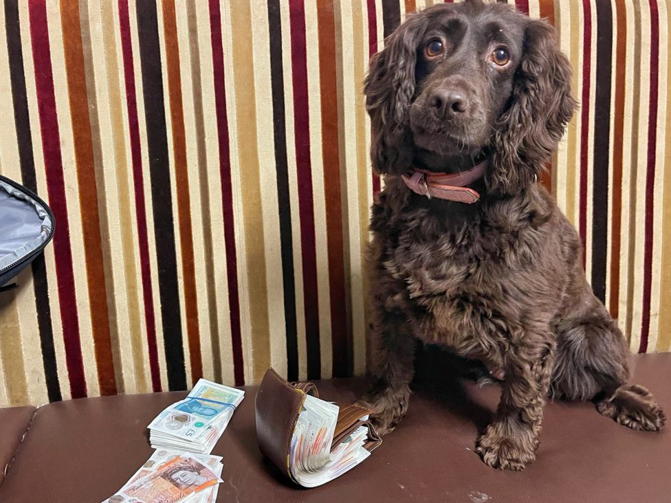 Pembrokeshire dogs sniff out thousands of illegal cigarettes BBC News