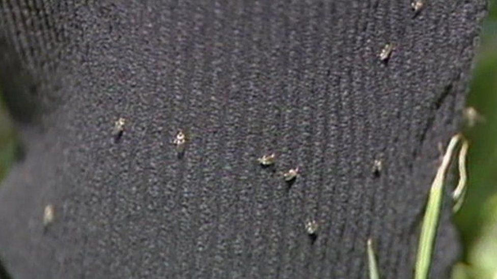 Blandford fly River Stour treatment to continue BBC News