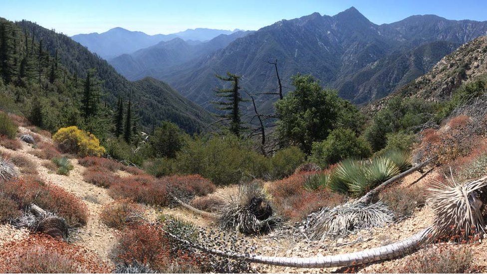 Bigcone Douglas-fir, which grows to 30m in height, in the San Gabriel Mountains near Los Angeles, California